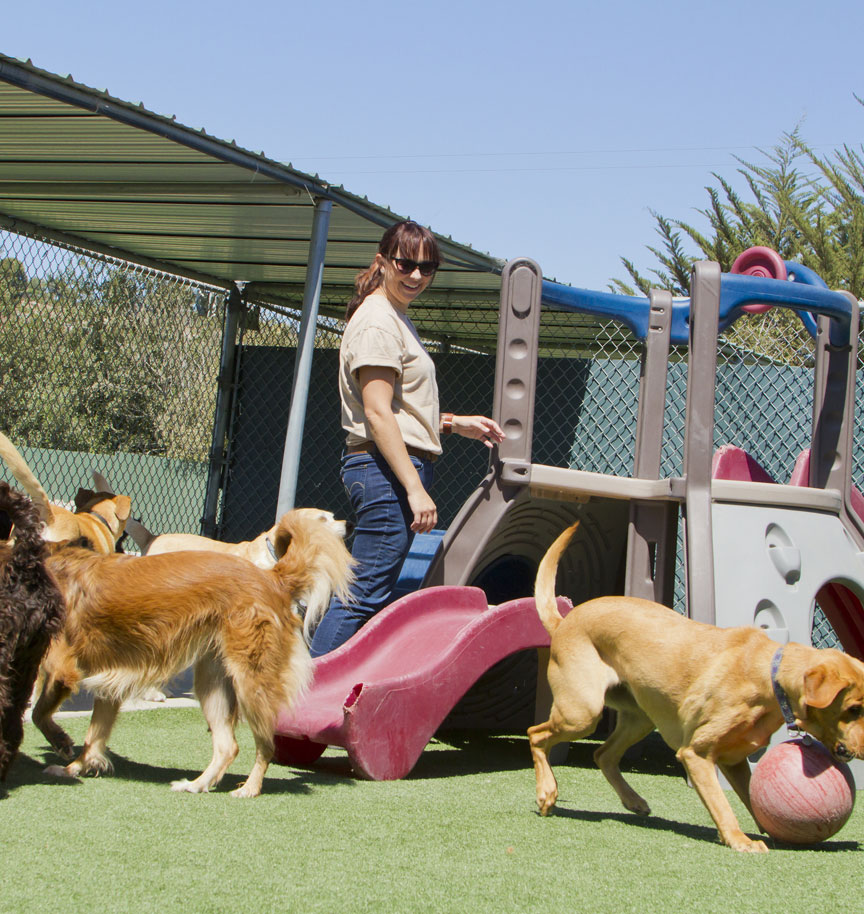 doggy-day-care-img