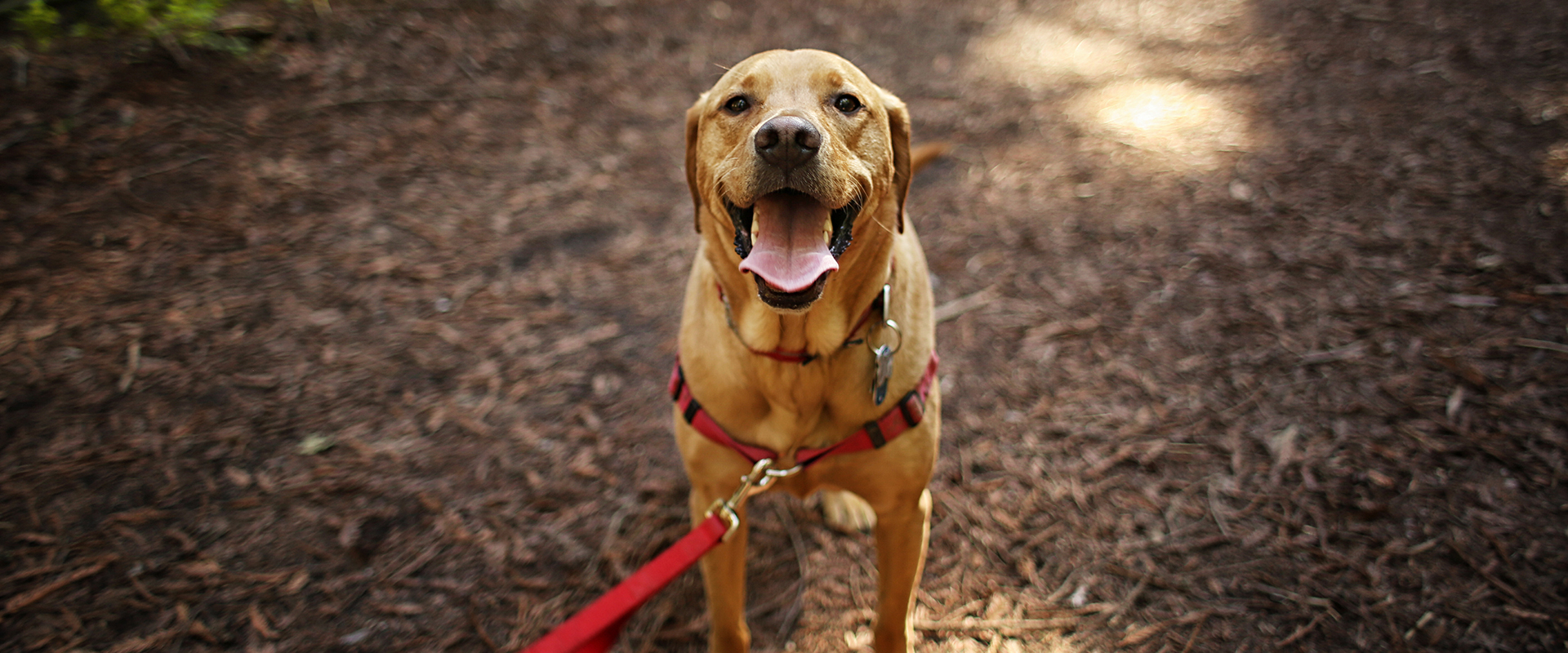 Hiking with Your Pet | White Haven, PA | White Haven Veterinary Hospital