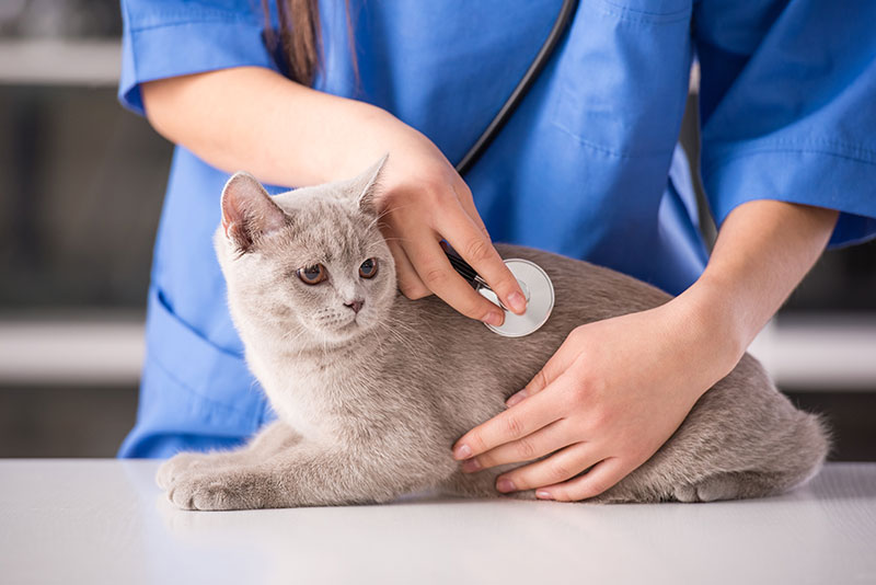 what-to-expect-at-your-pets-next-check-up-banner-strip1