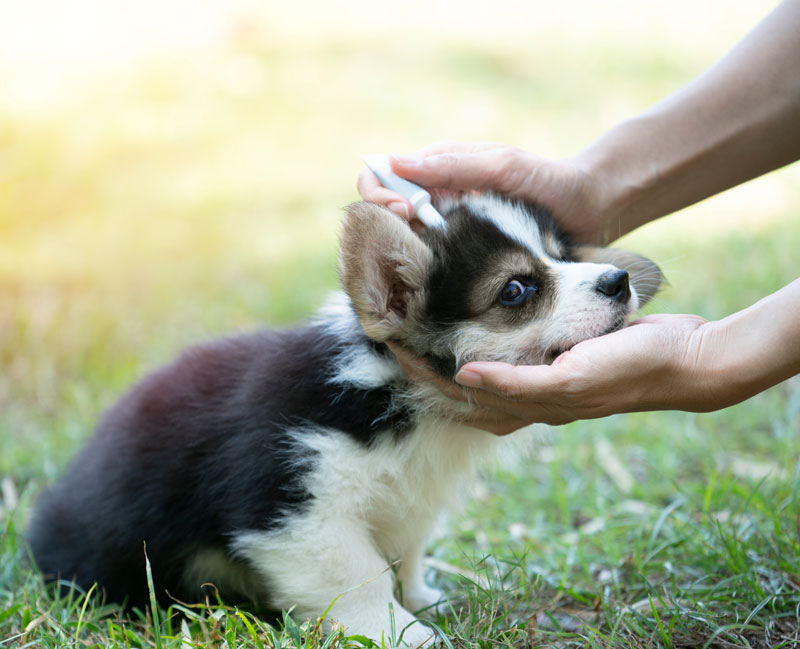 what-to-expect-at-your-pets-next-check-up-banner-strip2