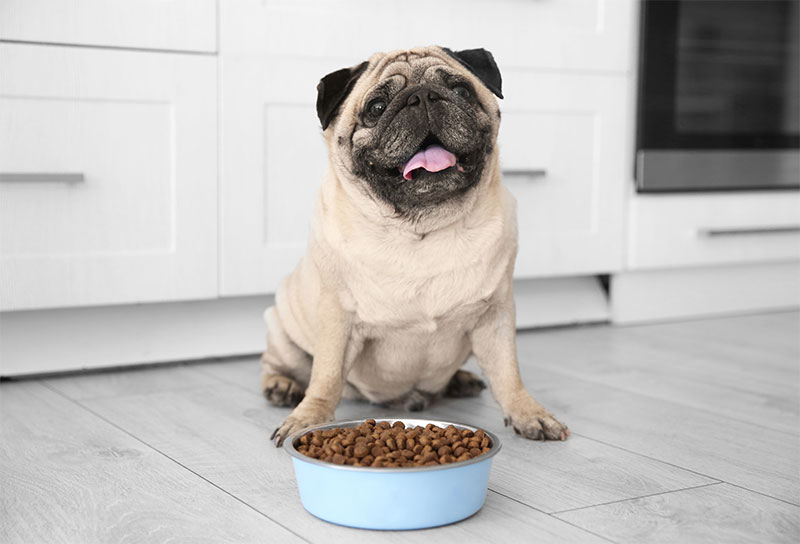 is-your-pet-overweight-tips-for-how-to-determine-if-your-pet-needs-weight-management-strip3