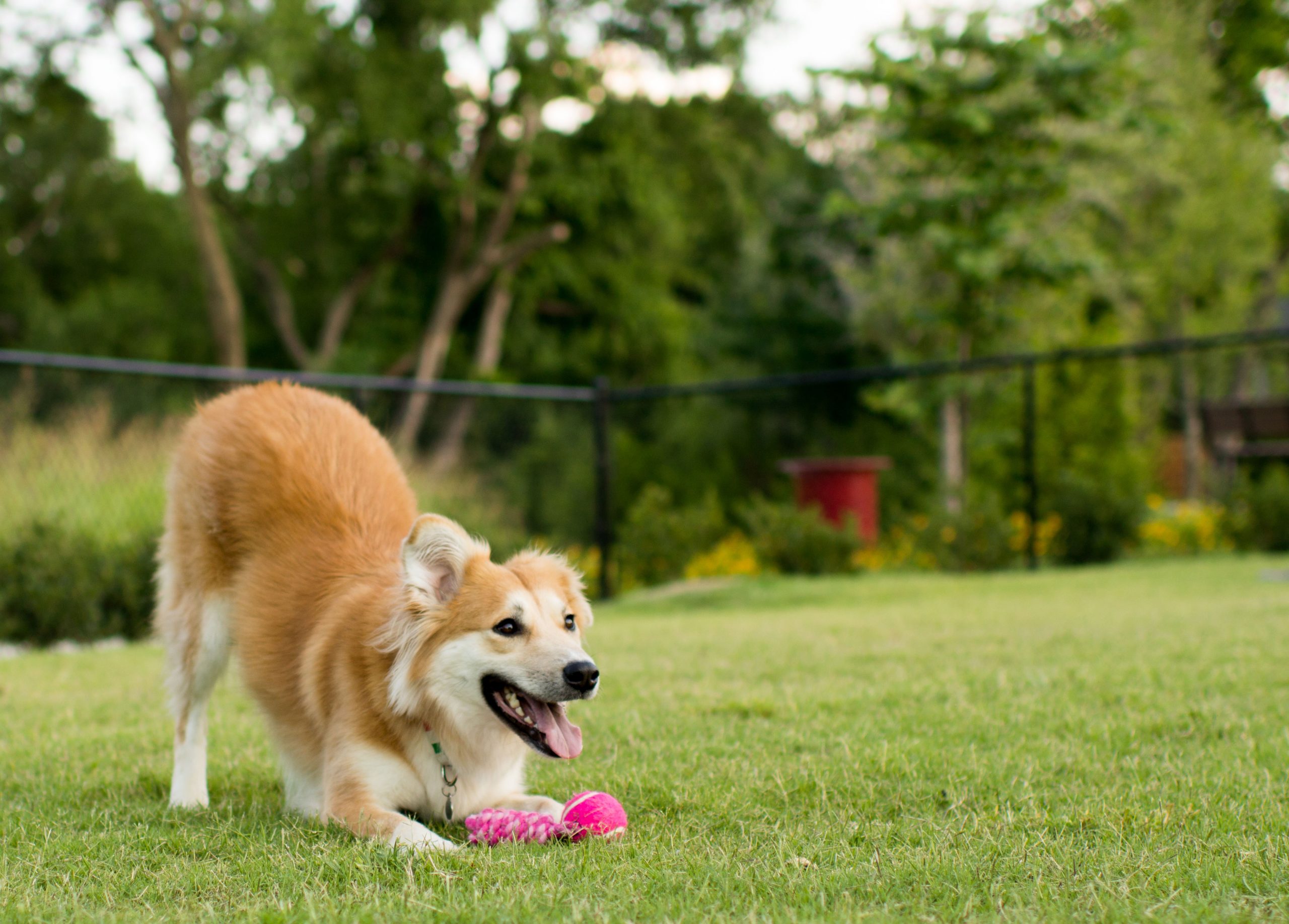 how-to-pick-the-best-toy-for-your-dog-strip1