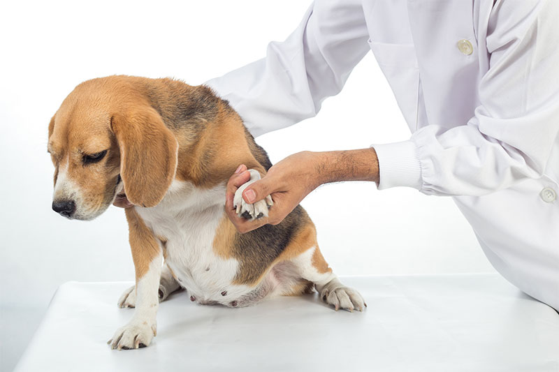 Prp treatment for store dogs