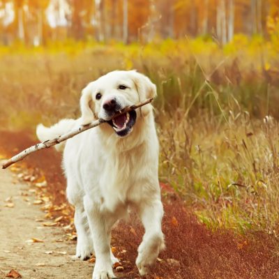 5-fun-fall-activities-to-do-with-your-pet-banner