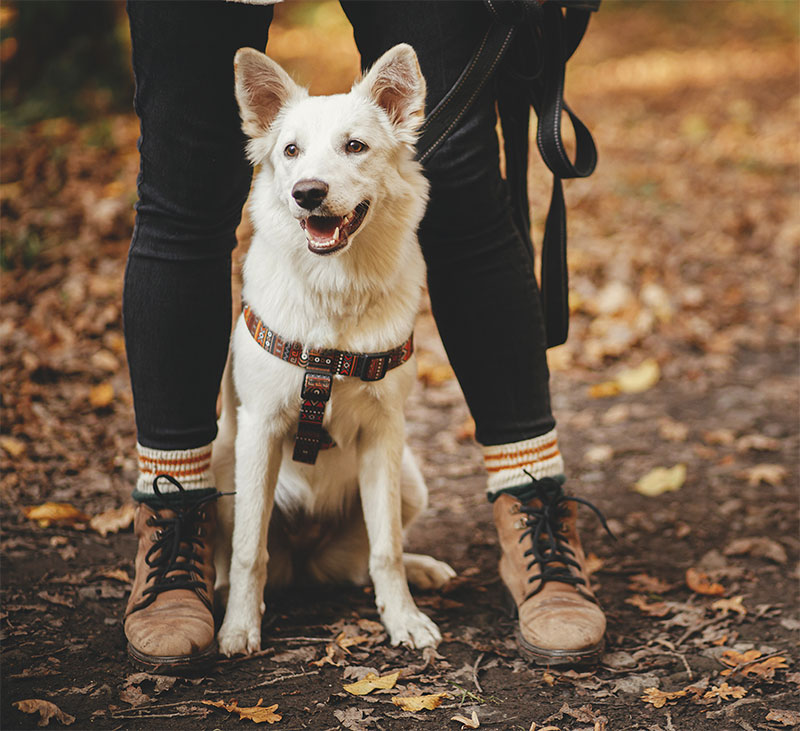 5-fun-fall-activities-to-do-with-your-pet-strip2