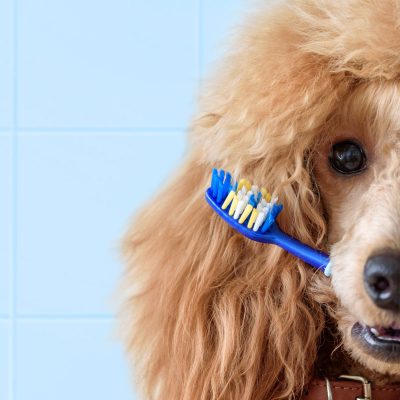 common-dental-issues-in-dogs-banner