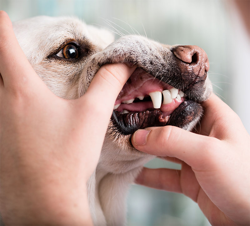 common-dental-issues-in-dogs-strip2
