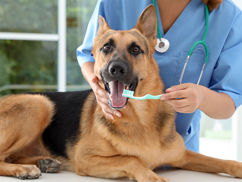 common-dental-issues-in-dogs-strip3