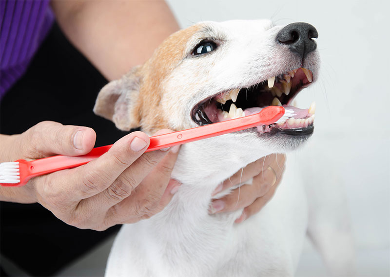 common-dental-issues-in-dogs-strip4