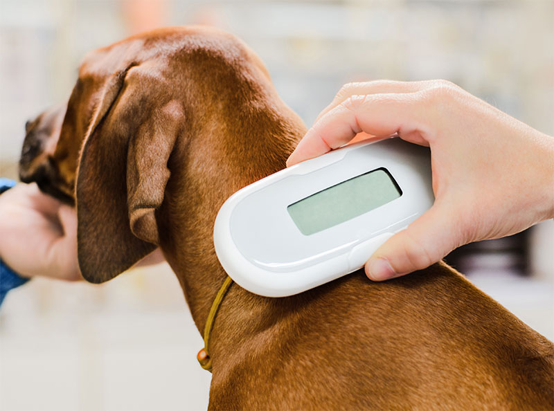 microchipping-your-pet-the-importance-and-benefits-of-permanent-identification-strip2