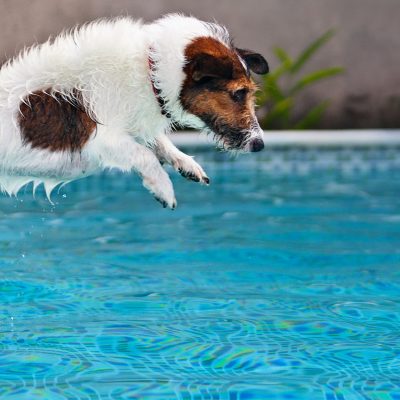 summertime-safety-tips-for-pet-owners-keeping-your-furry-friends-happy-and-healthy-banner