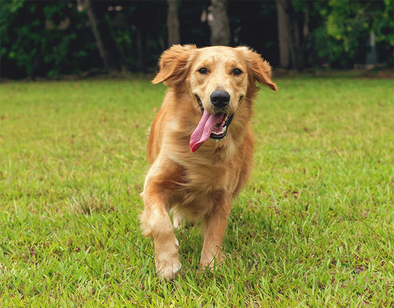 puppy-training-101-building-a-strong-foundation-for-a-lifetime-of-happiness-stip3