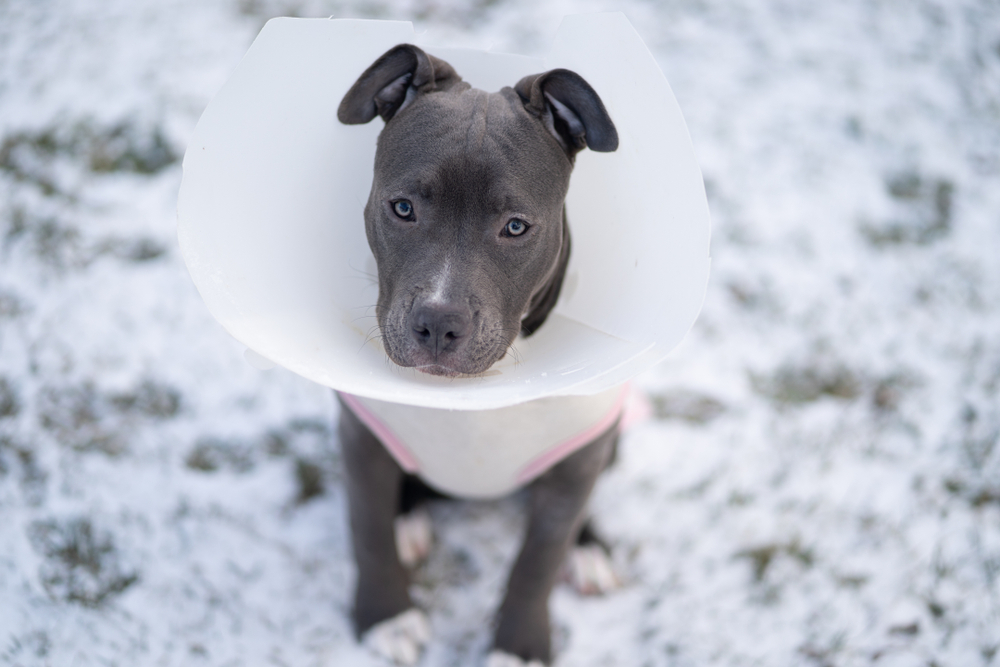 Everything You Need to Know About Taking Care of Pitbull Puppies –  petventuresbook