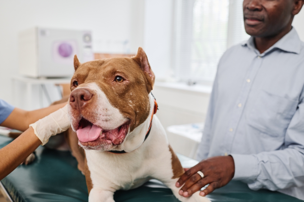 Everything You Need to Know About Taking Care of Pitbull Puppies –  petventuresbook