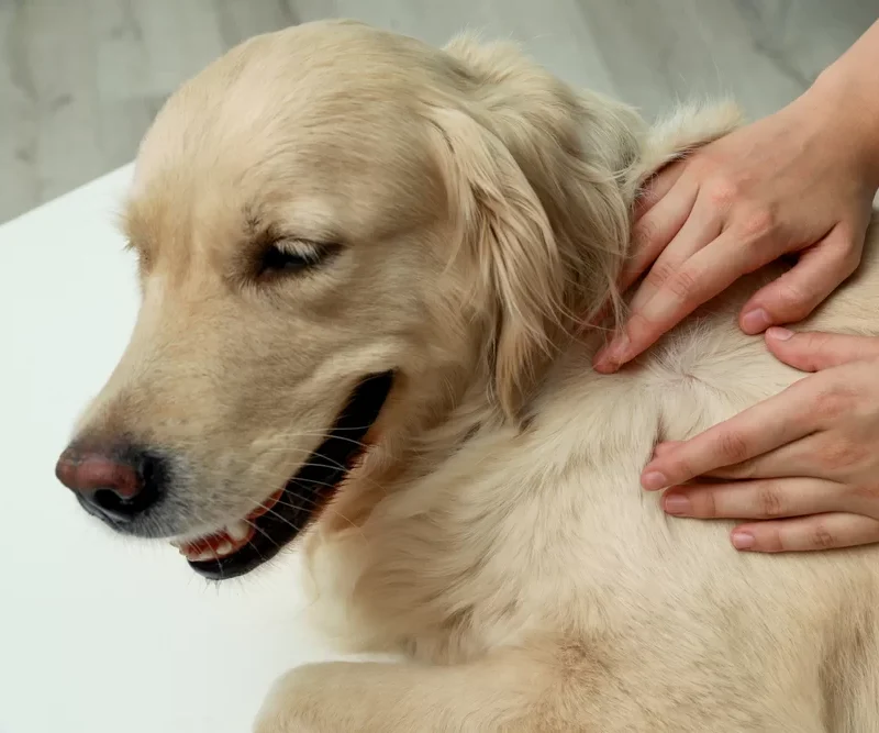 tick-season-pets-this-spring-image How To Protect Your Pets This Spring