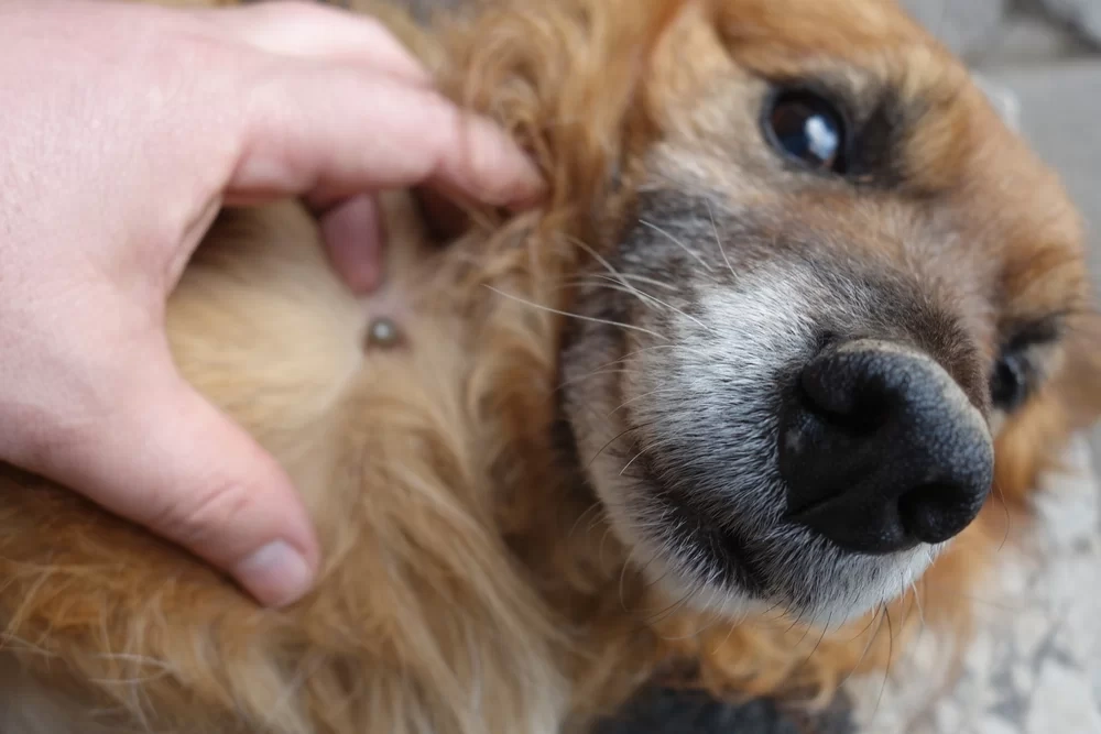 tick-season-prevention-image Why Ticks Are A Concern For Pets