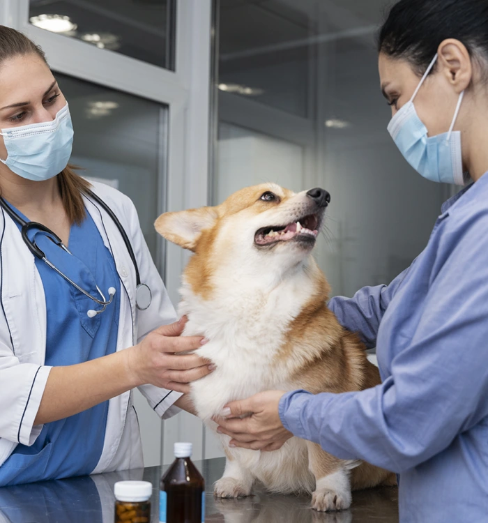 Celebrate with Us At White Haven Veterinary Hospital