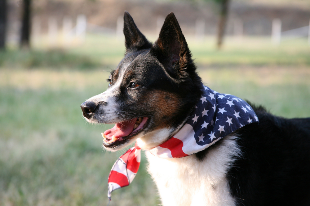 Fireworks Anxiety in Pets: A Summer Survival Guide for White Haven Pet Parents