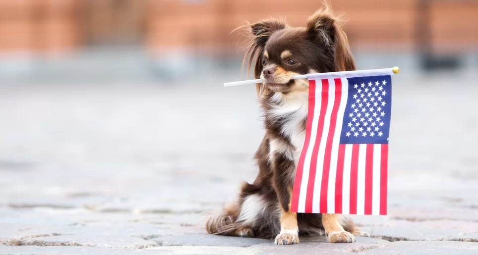 3402Fireworks Anxiety in Pets: A Summer Survival Guide for White Haven Pet Parents