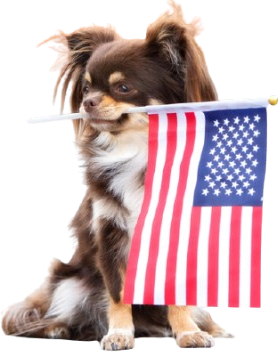 Fireworks Anxiety in Pets: A Summer Survival Guide for White Haven Pet Parents