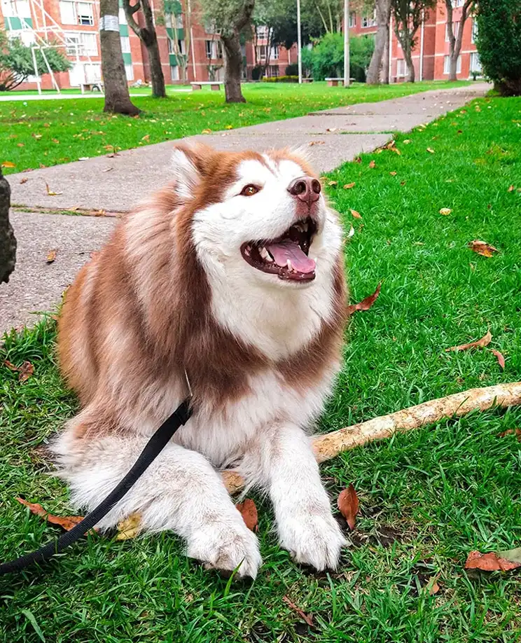 Comprehensive Services