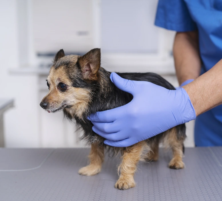 Abdominal And Soft Tissue Surgery