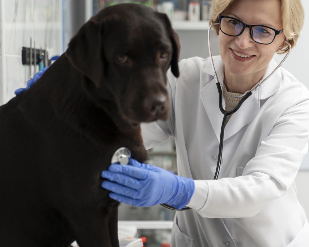 close-checking-diagnostic-img When Do Pets Need Diagnostic Testing