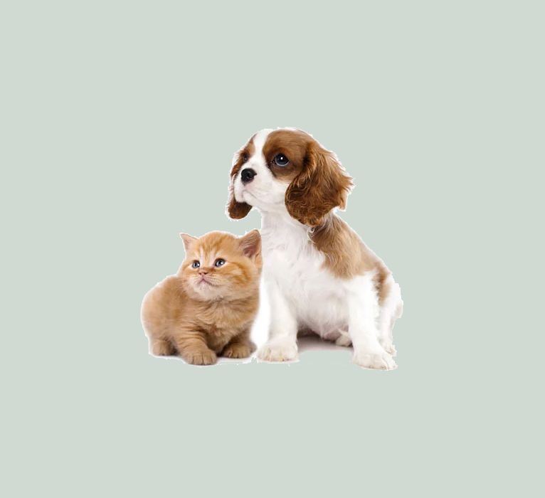 Customized Preventative Care