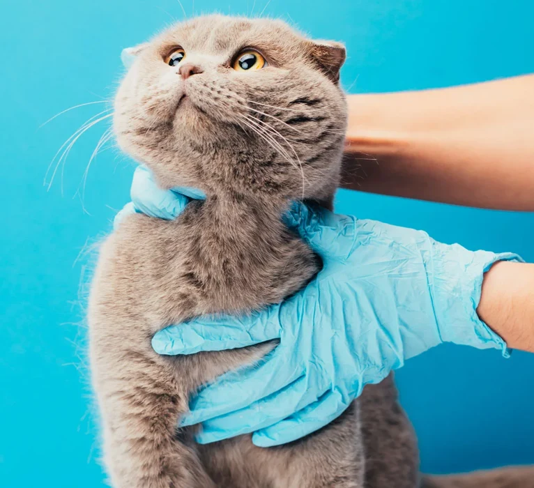 Professional Dental Cleanings