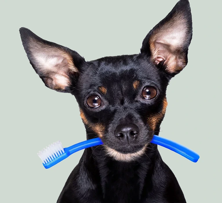 Digital Dental X-Rays