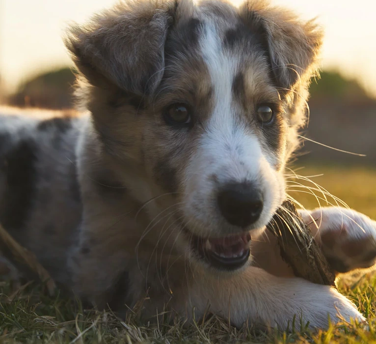 dental-strip-ssd-img