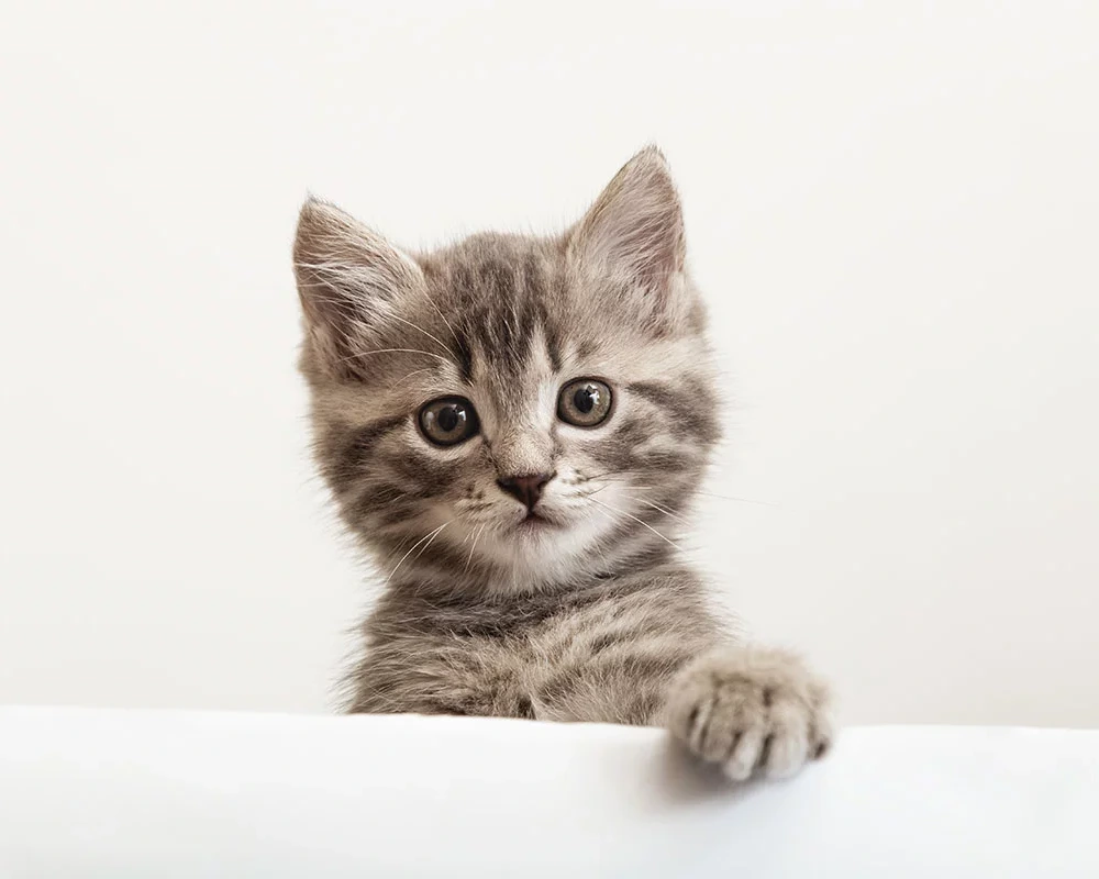 diagnostics-services-img diagnostics-services-img