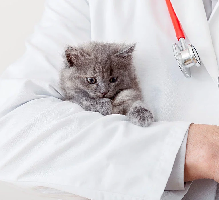 diagnostics-strip-ht-img Ultrasound And Echocardiography