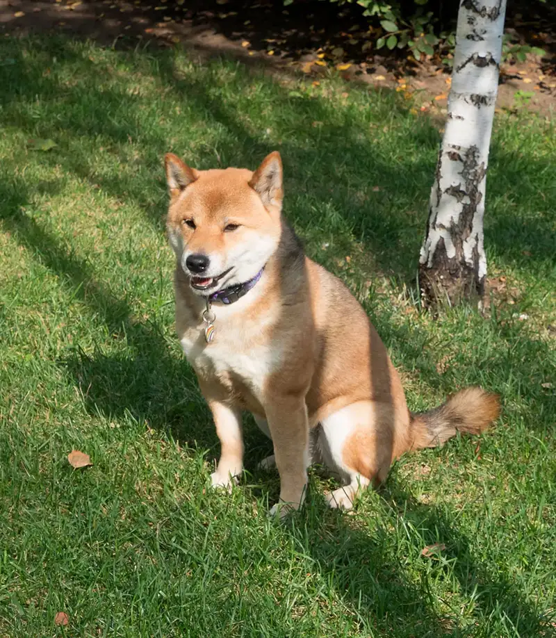 diagnostics-strip-veterinary-img Accurate Answers To Support Your Pet’s Health