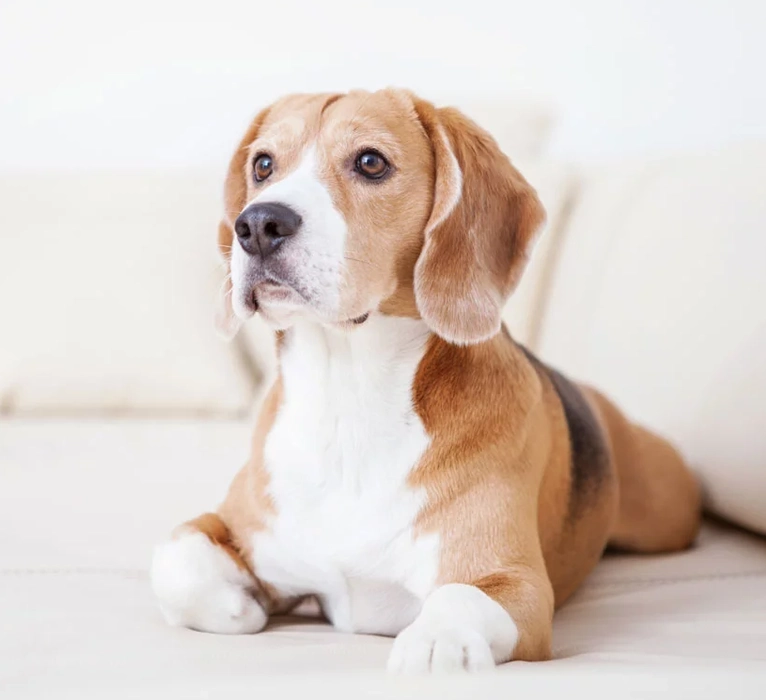 Haven Veterinary Hospital