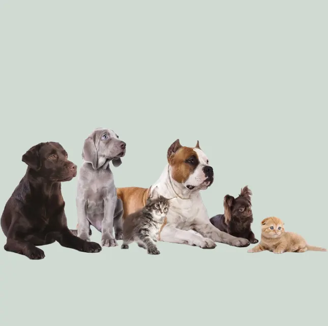 Get Your Pet’s Medications from a Team You Trust