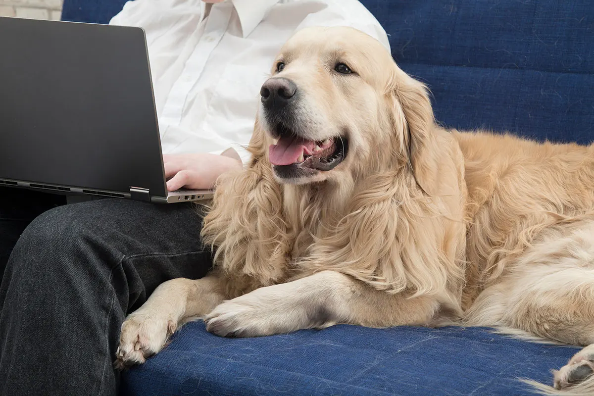 Online Ordering & Prescription Refills