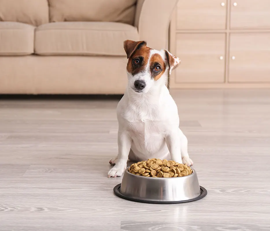 Convenient, Reliable Medication Options for Your Dog or Cat