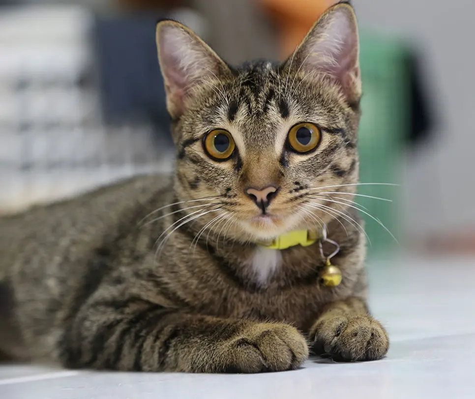 Why Choose Our Veterinary Pharmacy?