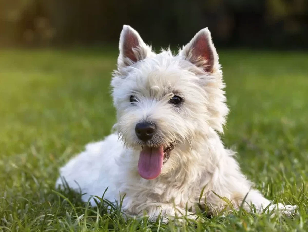 Prescription Refills For Your Pet Made Simple