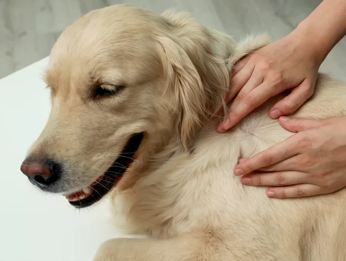 How To Request A Prescription Refill