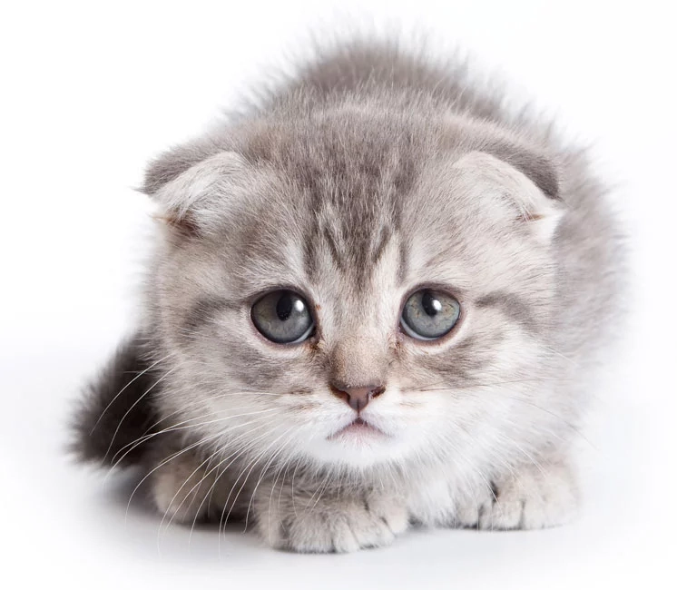 Why Routine Wellness Visits Matter