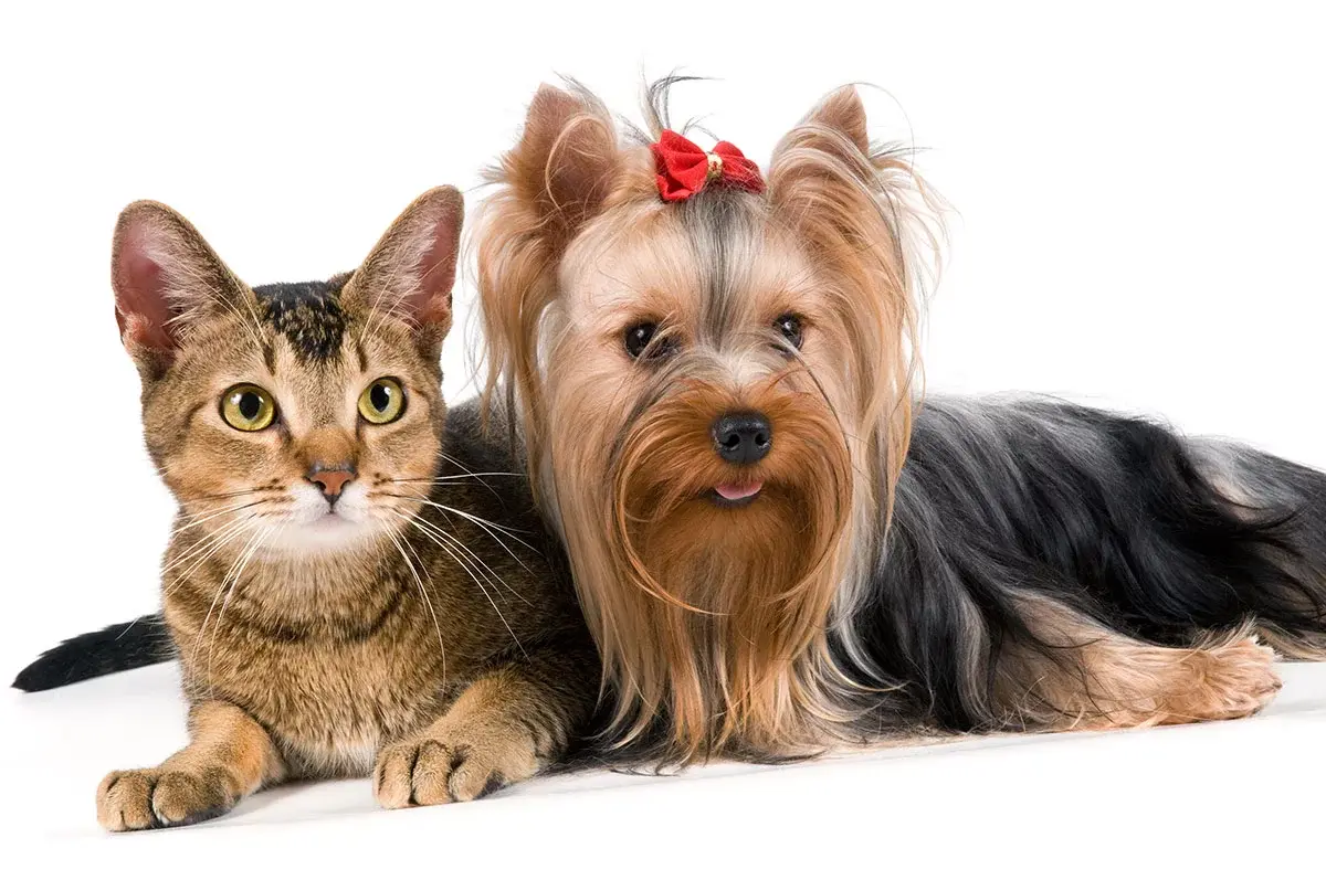 safe-for-dogs-and-cats-img_ft Are Vaccines Safe For Dogs And Cats