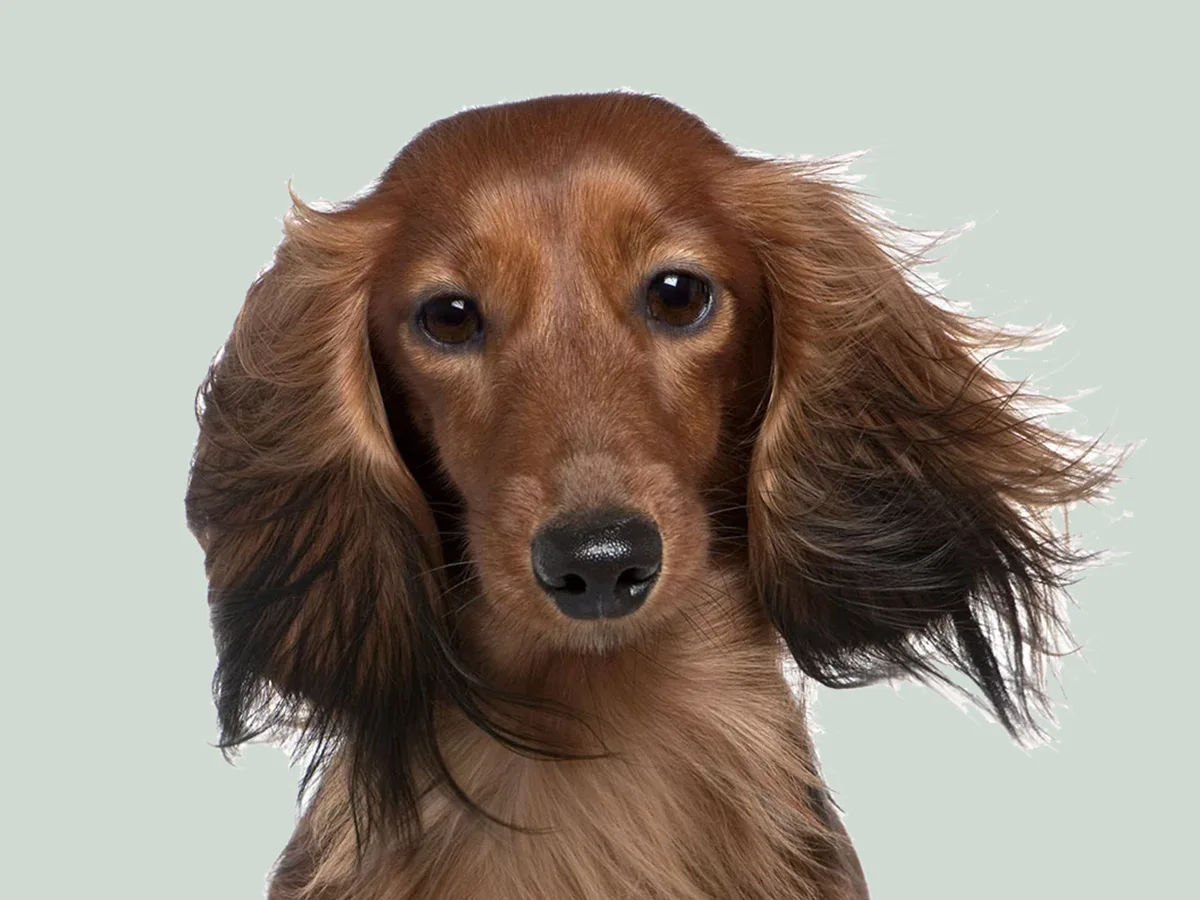 senior-pet-care-golden-years-img