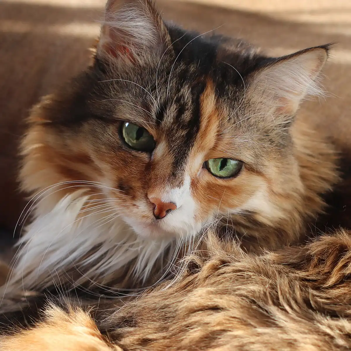 senior-pet-care-health-screenings-ft-img