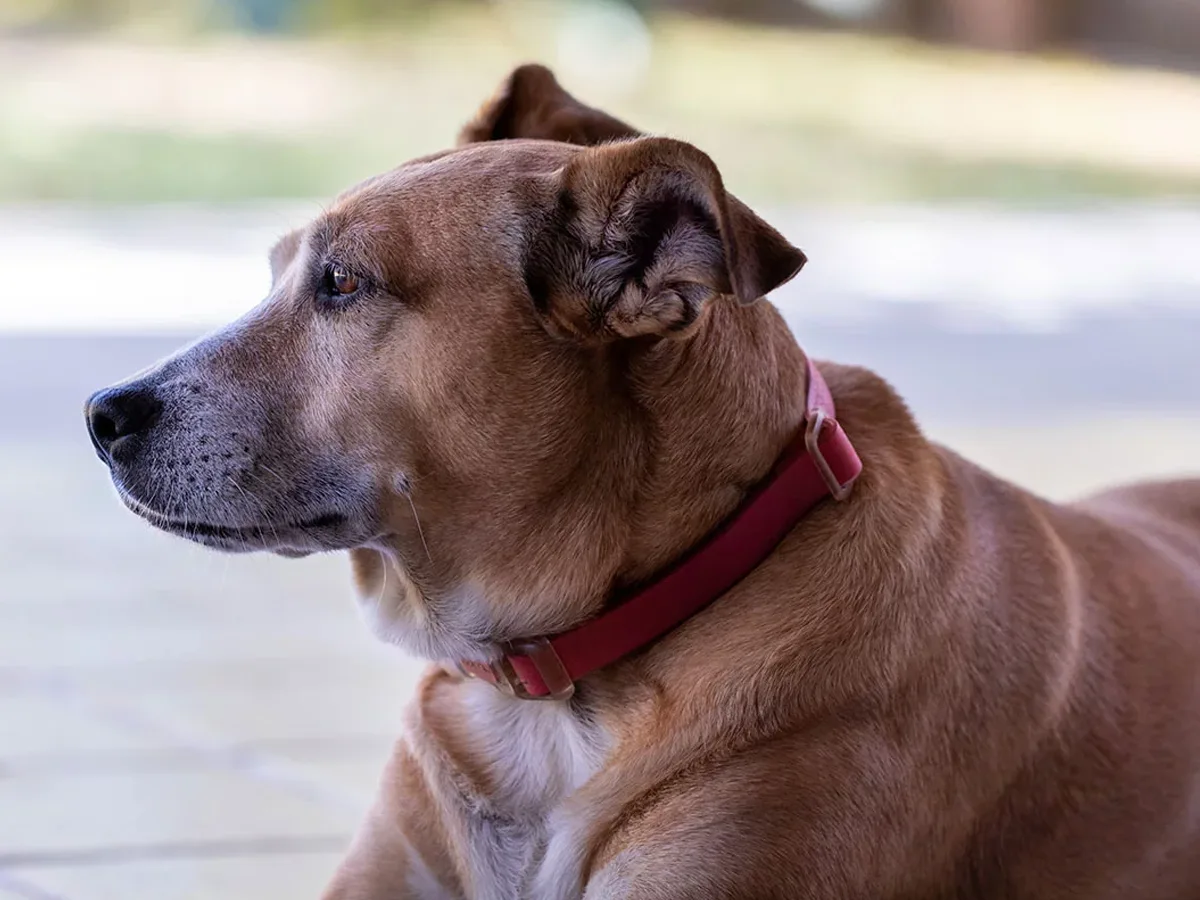 Nutrition Guidance And Lifestyle Adjustments