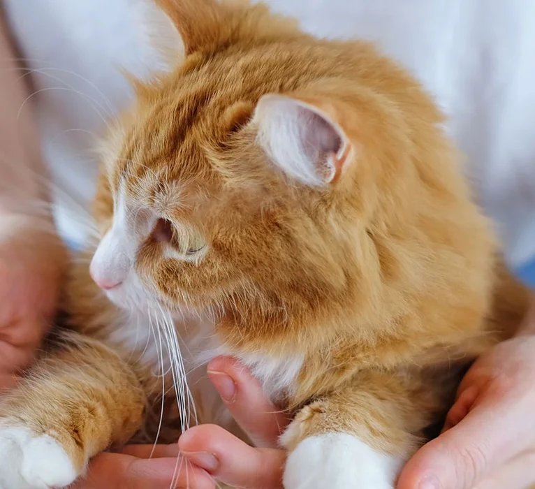 Surgical Evaluation And Preparation