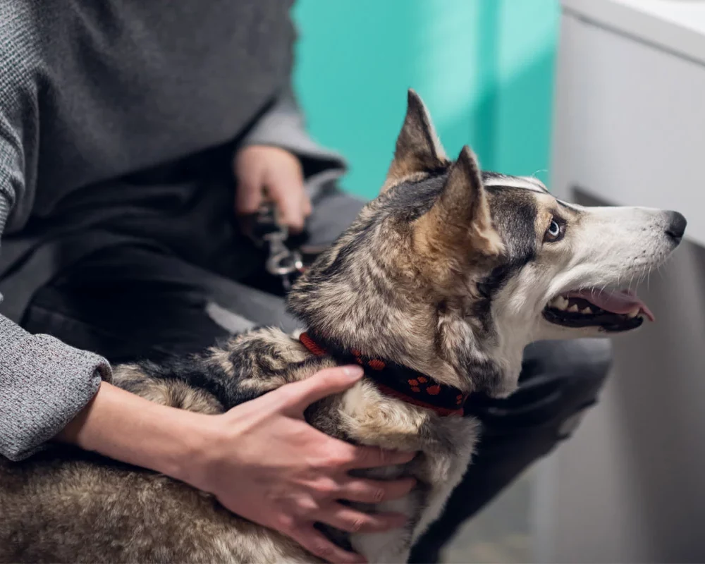 surgery-strip-dogs-img