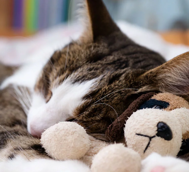 Lump And Mass Removals