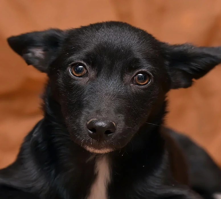 Spay And Neuter Surgery